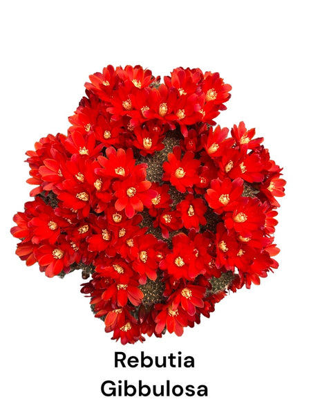 Rebutia Gibbulosa