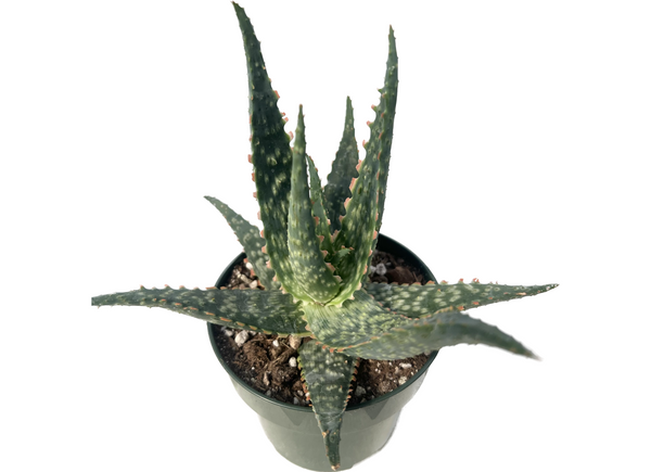 Aloe hybrid lavender,  Oregon Cactus, Oregon Cacti, Cactus, Cacti, cacti for sale online, aloe plant with pink tips