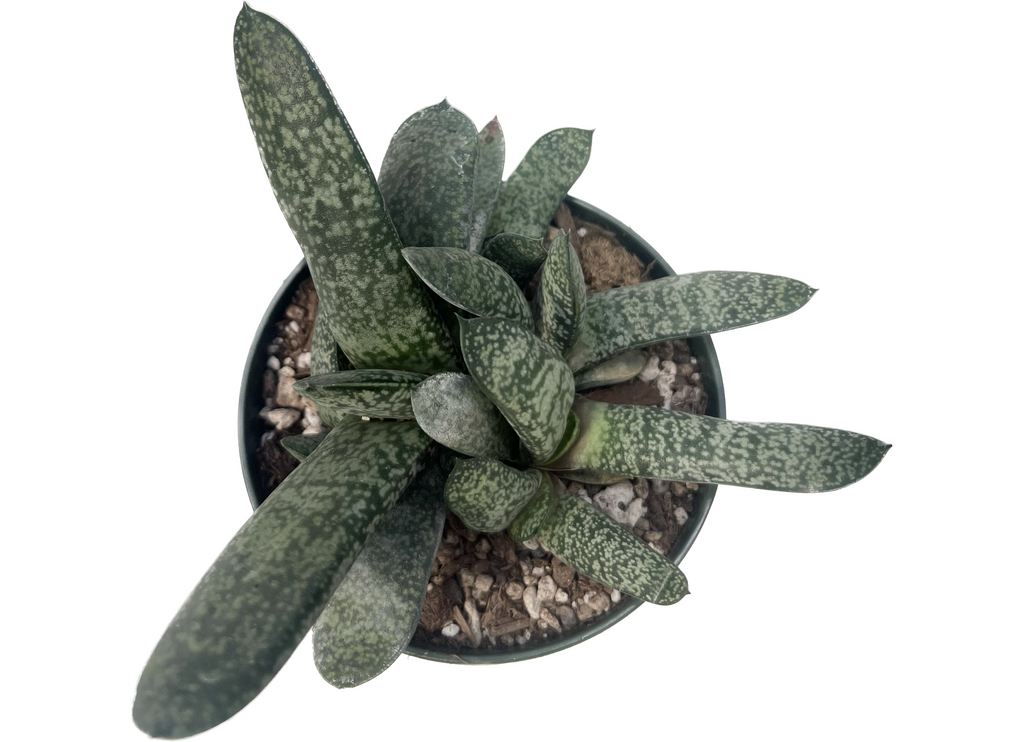 gasteria succulent types Gasteria brachphylla var. bayeri – Rita Lee's Nursery