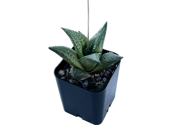 Haworthia tessellata, cactus plants for sale, buy cacti online, best cacti plants, Oregon cacti nursery