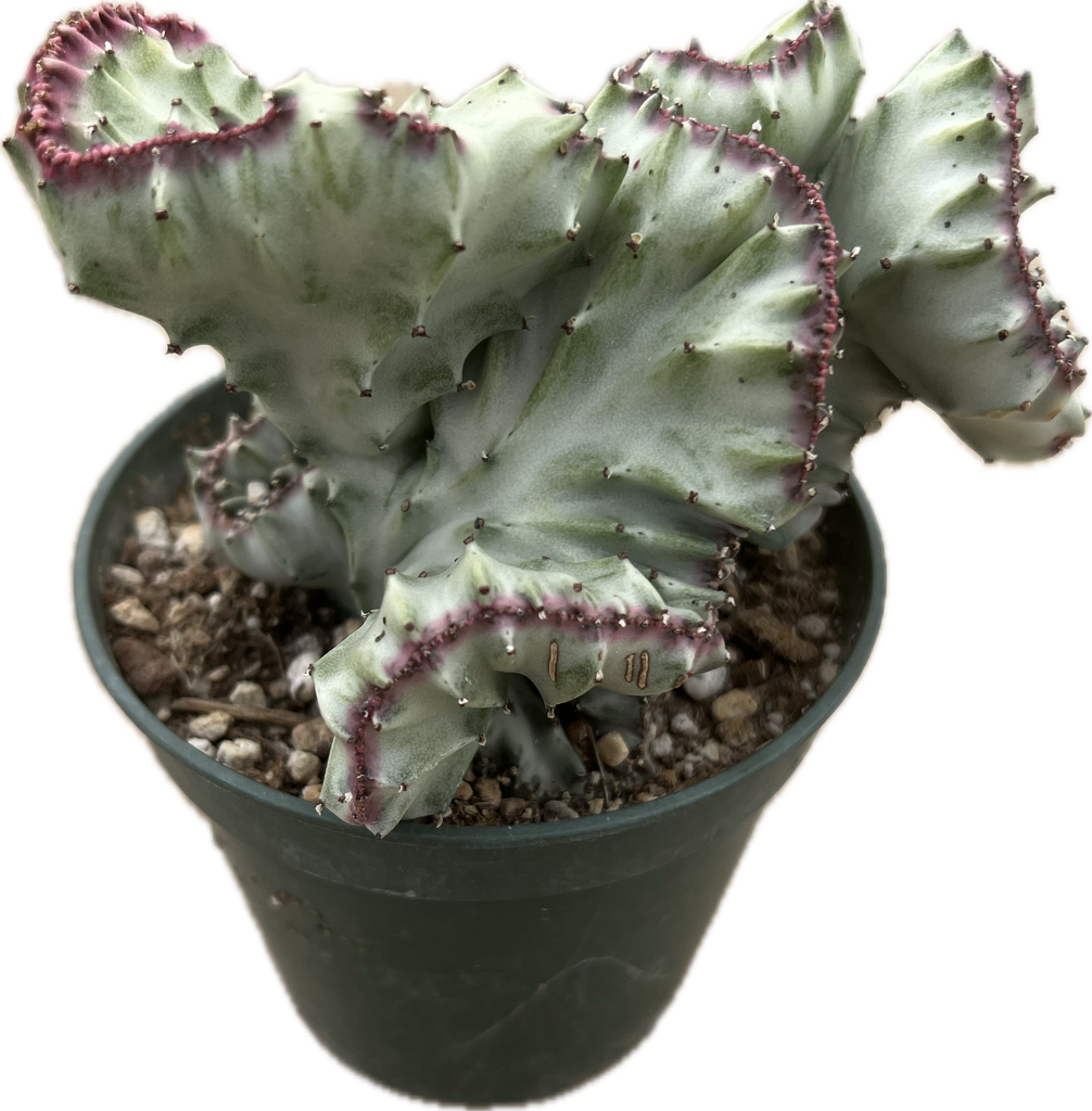 Euphorbia lactea 'Cristata Variegata' – Rita Lee's Nursery