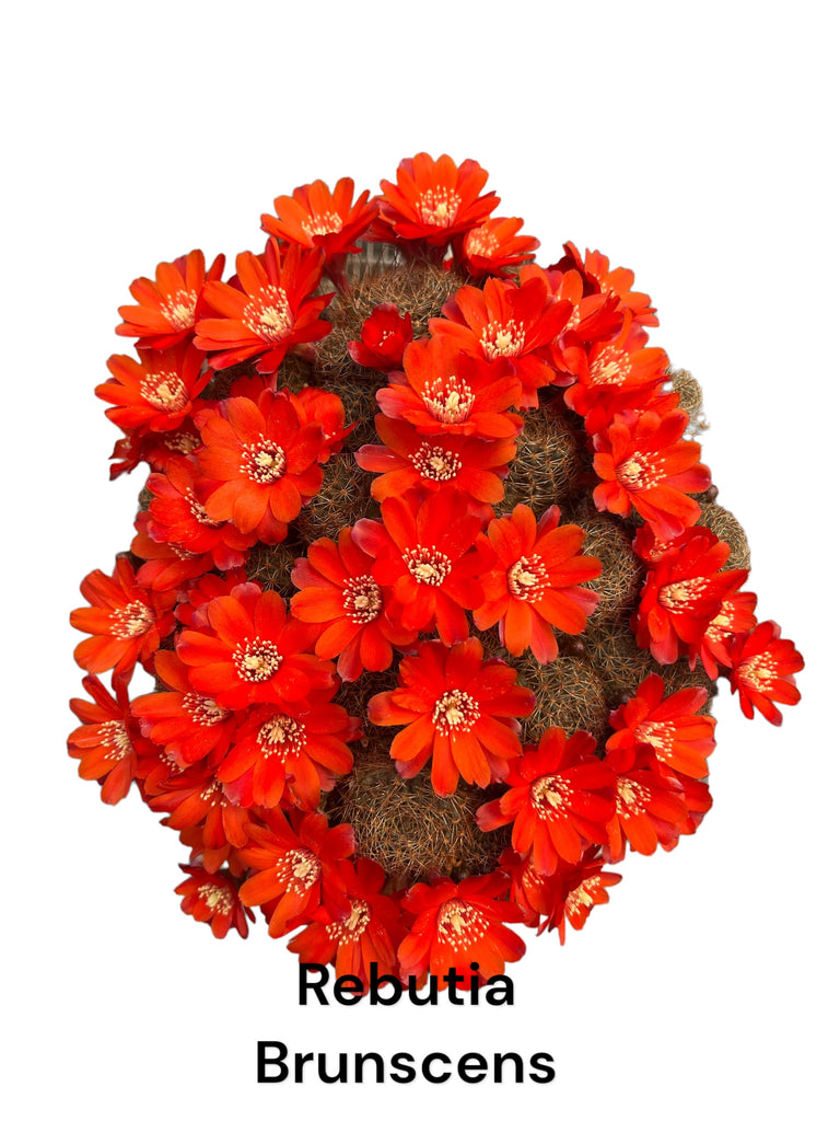 Rebutia Brunescens – Rita Lee's Nursery