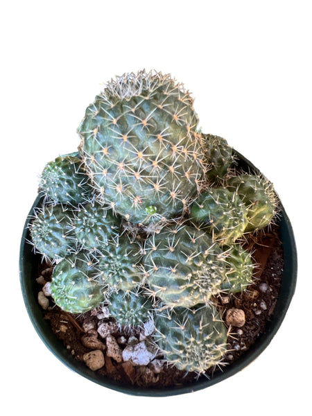 Rebutia Gibbulosa