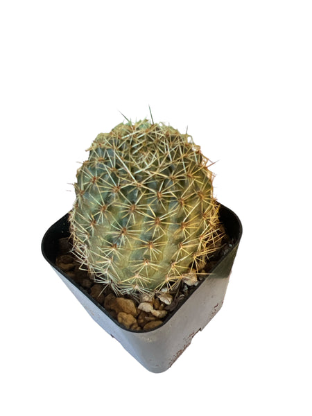 Rebutia Brunescens