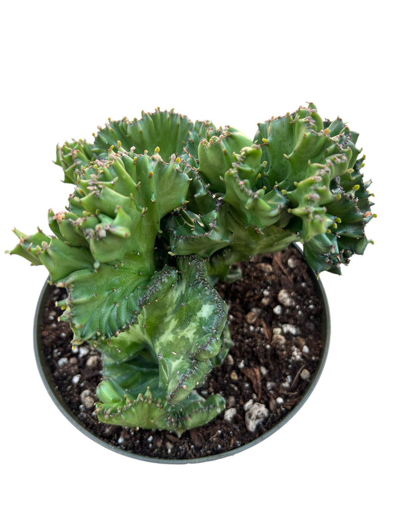 Euphorbia lactea Cristata (Brain Cactus)