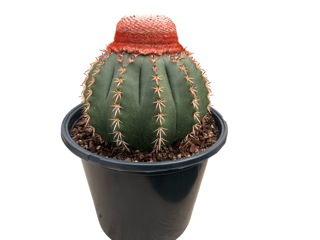 Melocactus conoideus – Rita Lee's Nursery