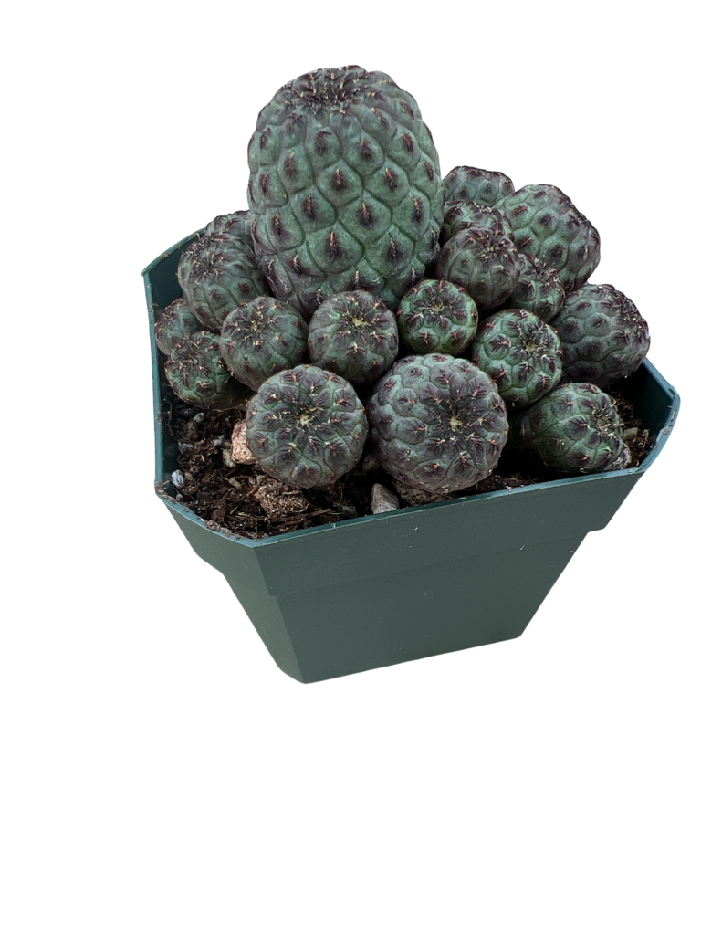 Sulcorebutia rauschii