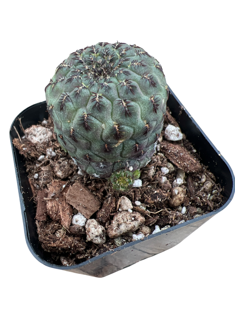 Sulcorebutia rauschii – Rita Lee's Nursery