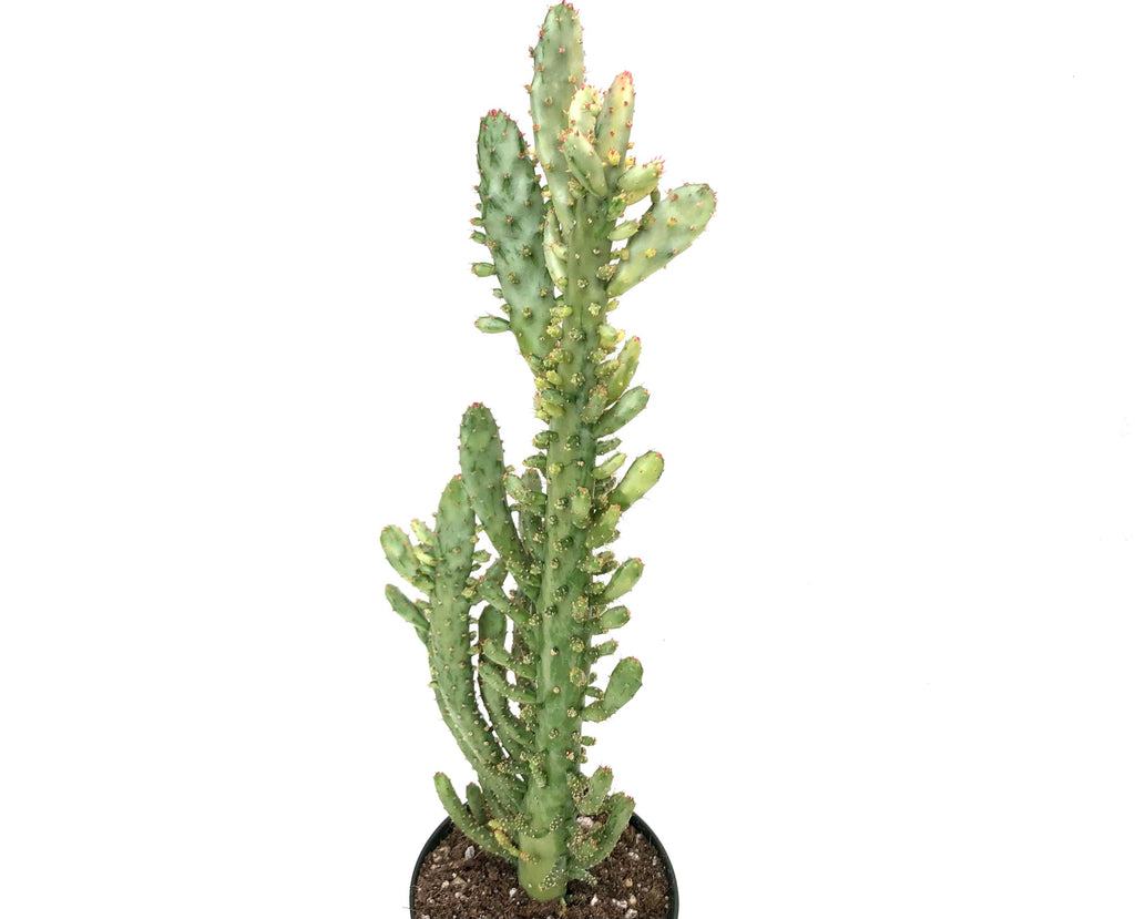 Opuntia monacantha variegata – Rita Lee's Nursery