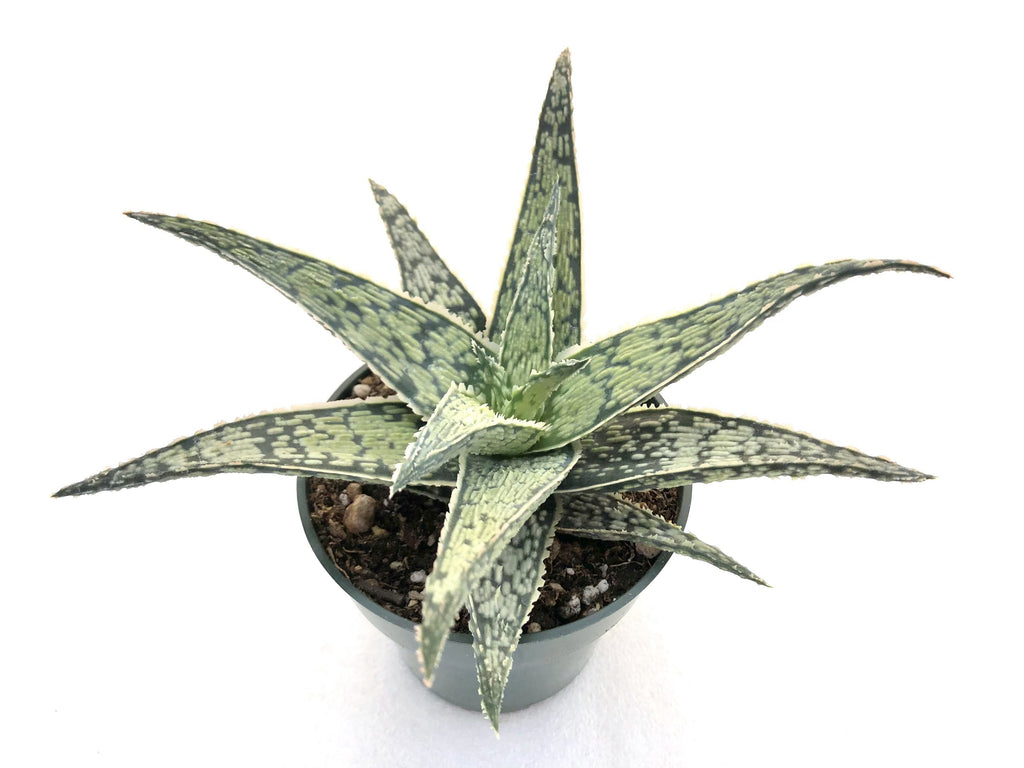 Aloe latifolia RSA (Transvaal) 極太 Shop For Aloe 'Snow Drift' | Unique Succulent | Planet Desert