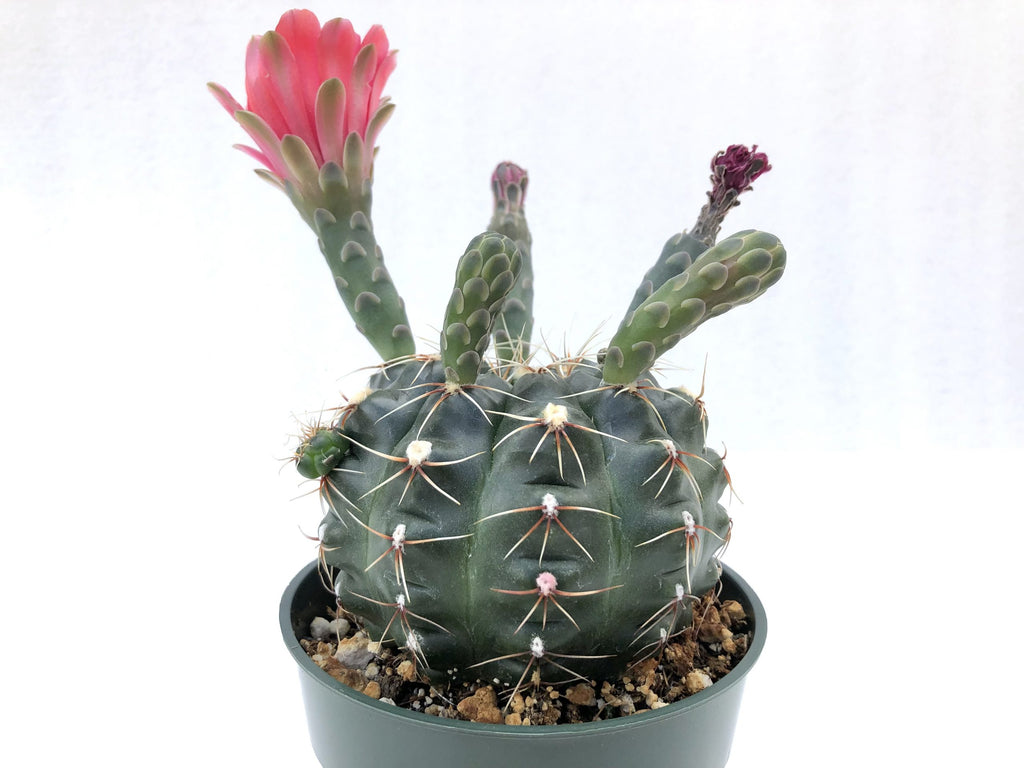 Gymnocalycium Baldianum – Rita Lee's Nursery
