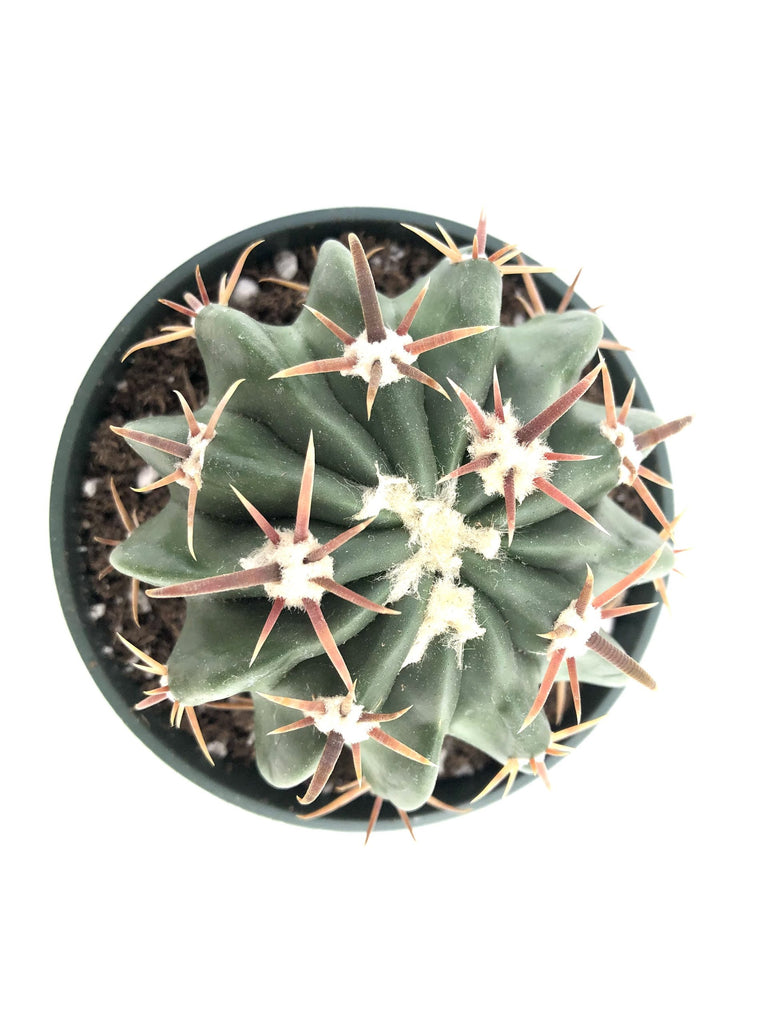 Echinocactus Texensis (Horse Crippler) – Rita Lee's Nursery