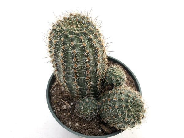 Rebutia Brunescens