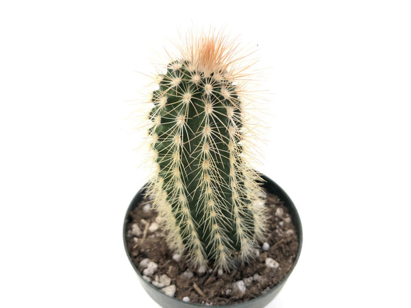 Echinocereus reichenbachii var. baileyi