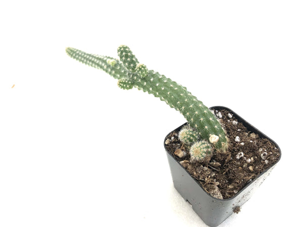 Echinopsis chamaecereus (Peanut Cactus)