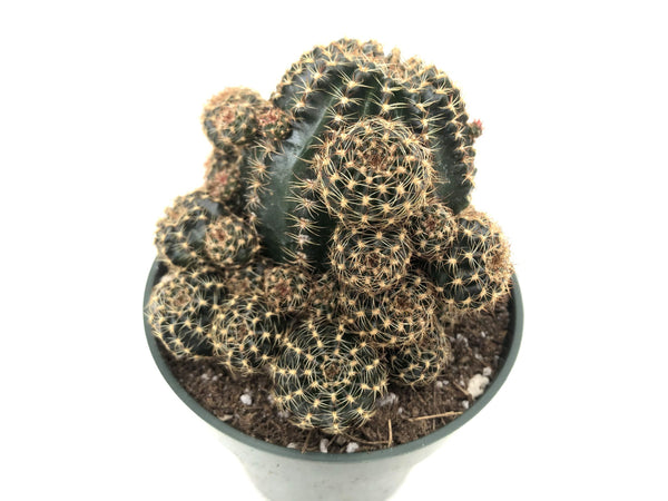 Rebutia Grandiflora var. yellow