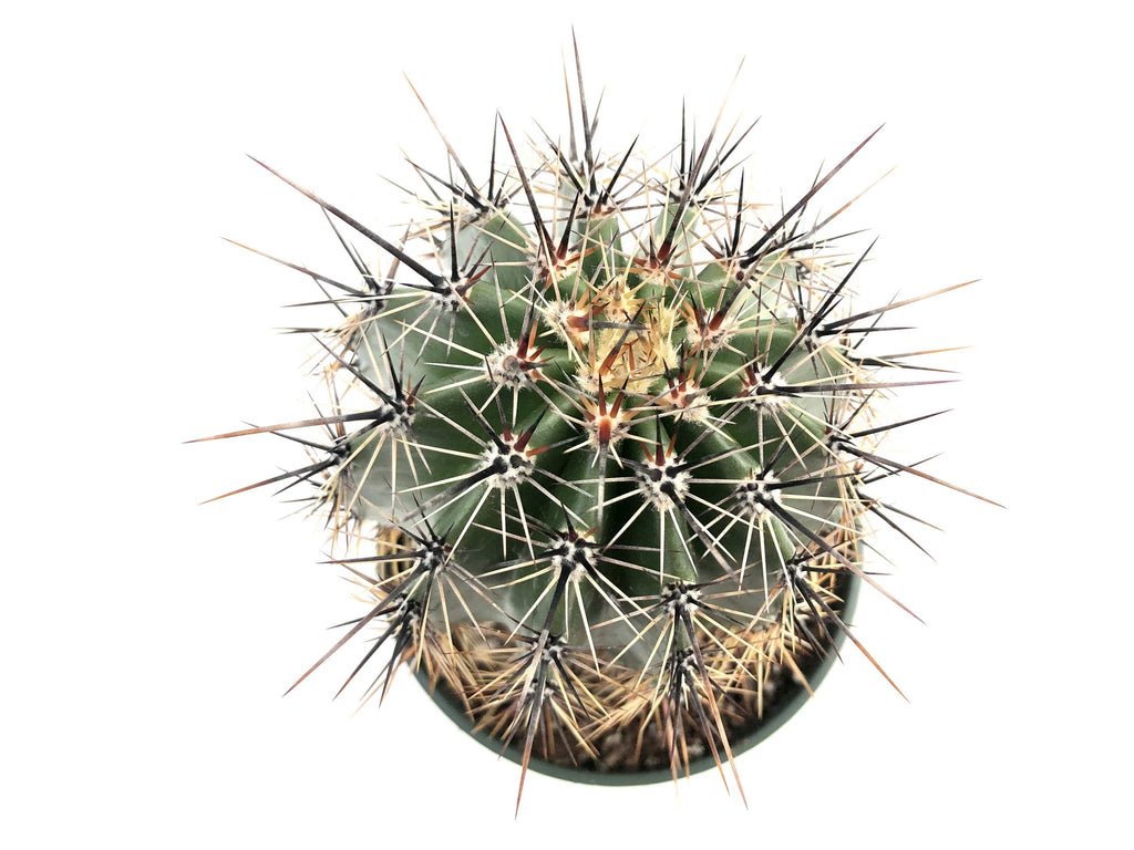 Carnegiea giguntea (Saguaro cactus) – Rita Lee's Nursery