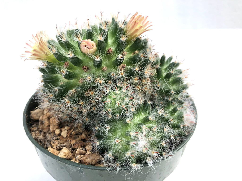 Mammillaria bocasana (Powder Puff Cactus) – Rita Lee's Nursery