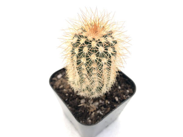 Echinocereus reichenbachii var. baileyi