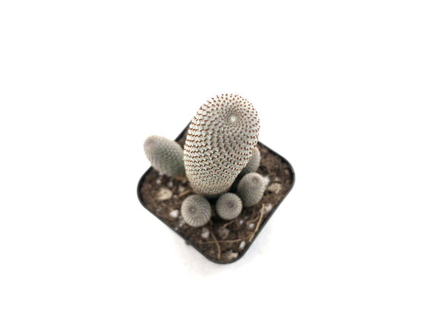 Rebutia helosia (Aylostera Helosia)