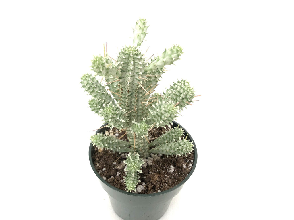 euphorbia mammillaris f. variegata Euphorbia mammillaris f. variegata – Rita Lee's Nursery