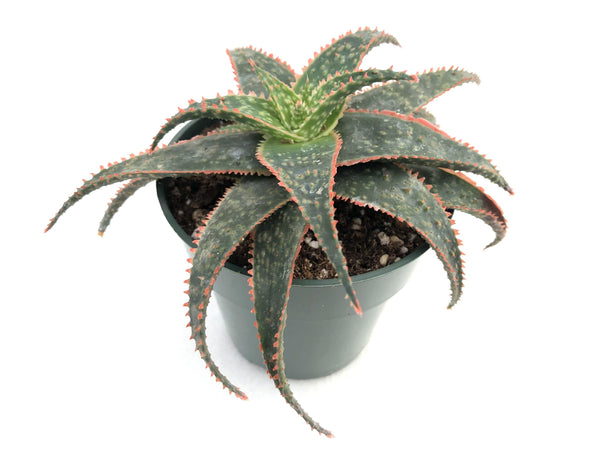 Aloe Christmas Carol, Oregon Cactus, Oregon Cacti, Cactus, Cacti, cacti for sale online