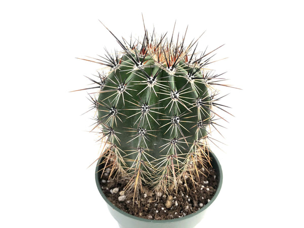 Carnegiea giguntea (Saguaro cactus)