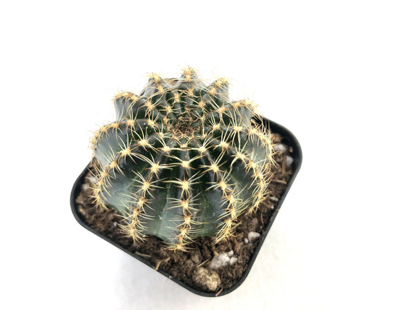 Rebutia Grandiflora var. yellow