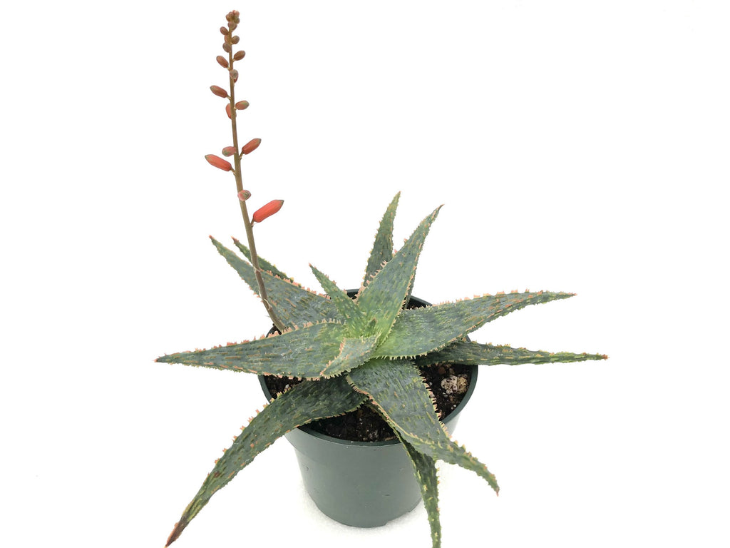 Marmalade Aloe Rita Lee's Nursery