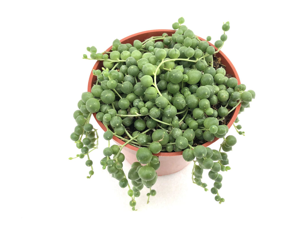 how to care for senecio rowleyanus 'string of pearls' - Leafy Life