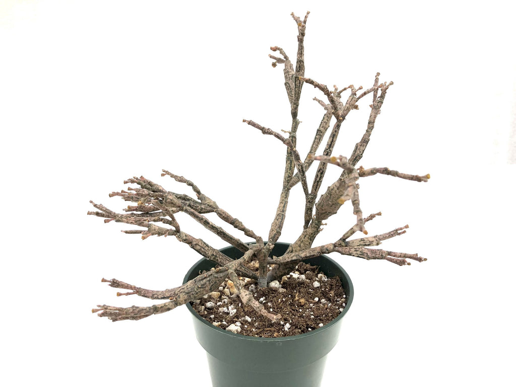 the dead plant succulent Euphorbia platyclada Deadwood