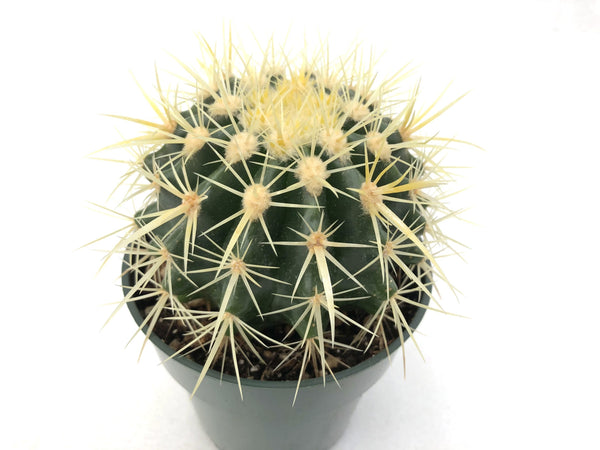 Echinocactus grusonii (Golden Barrel), spiky cactus, spiky cacti, cacti needles, yellow spine cactus, Oregon cactus, cacti for sale in Salem