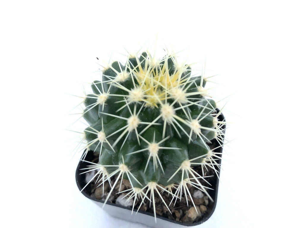 Echinocactus grusonii (Golden Barrel) – Rita Lee's Nursery