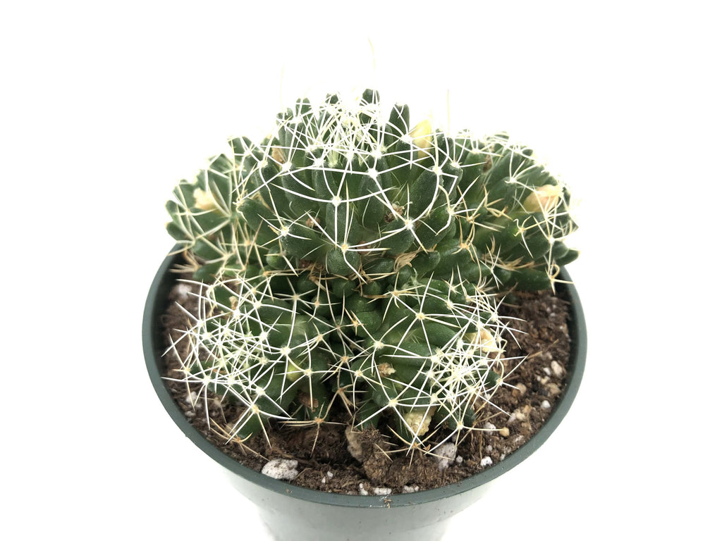 mammillaria camptotricha Mammillaria decipiens ssp. camptotricha (Bird's Nest Cactus) – Rita Lee's  Nursery