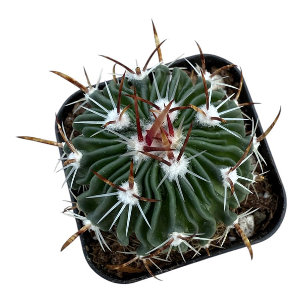 Echinofossulocactus Crispatus x 130