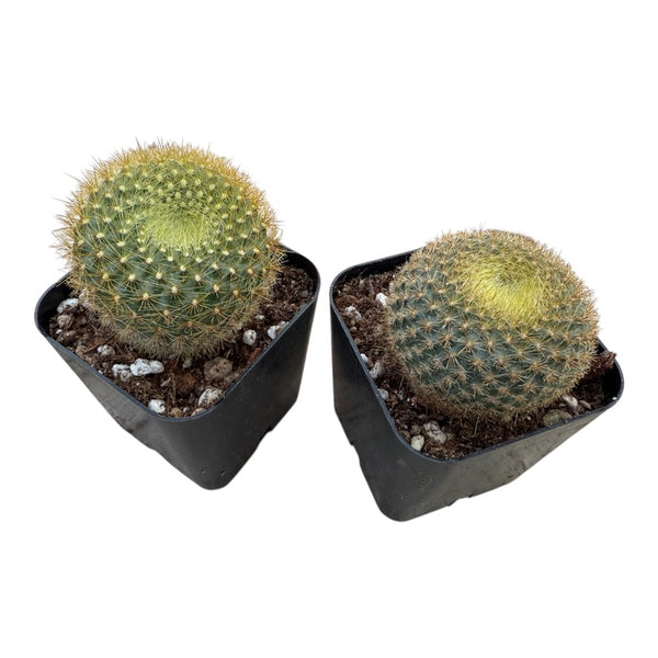 Notocactus Graessneri v. Flaviflorus