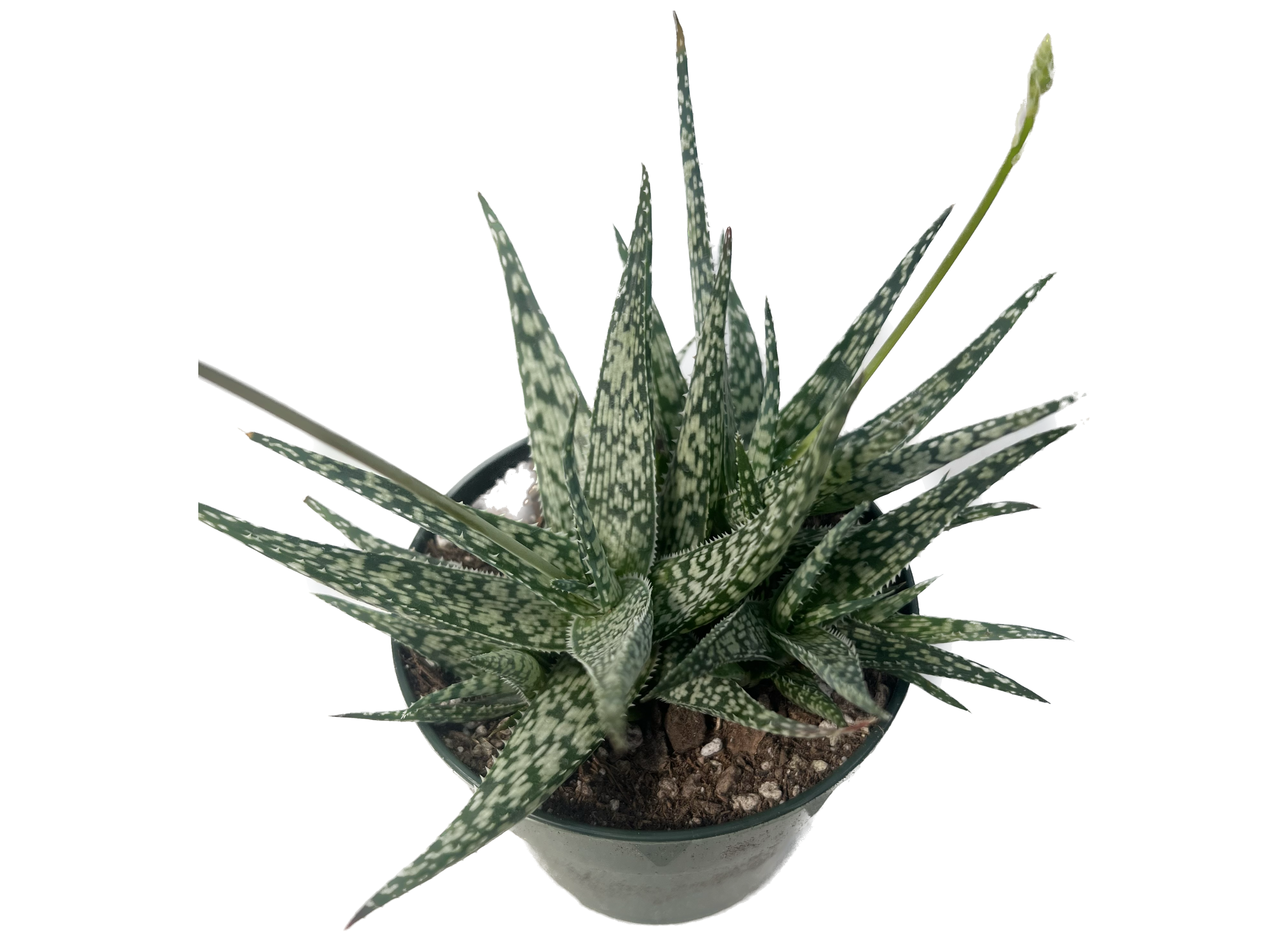 dark aloe vera plant Aloe doran black – Rita Lee's Nursery
