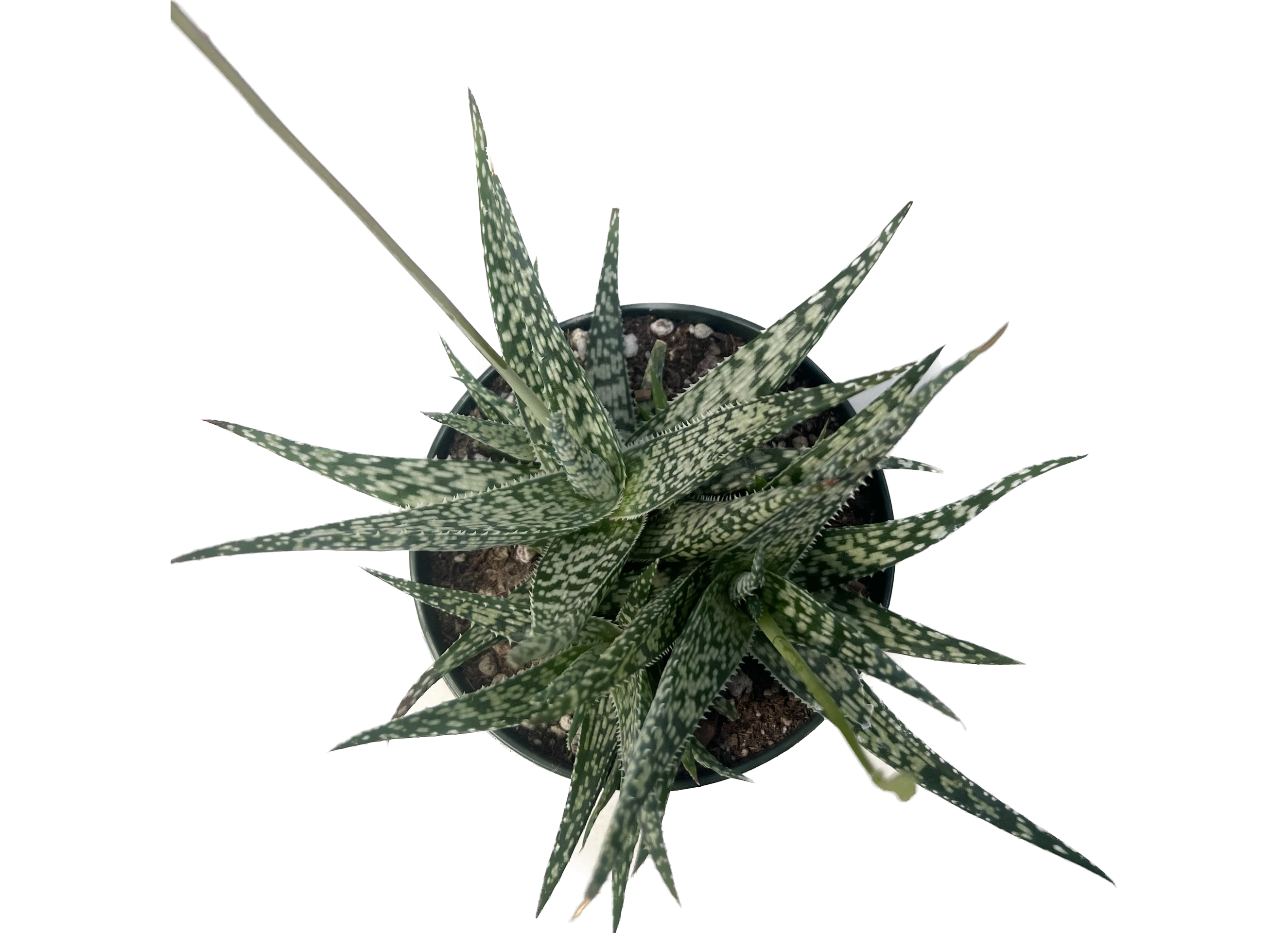 aloe vera plant black leaves Aloe doran black – Rita Lee's Nursery