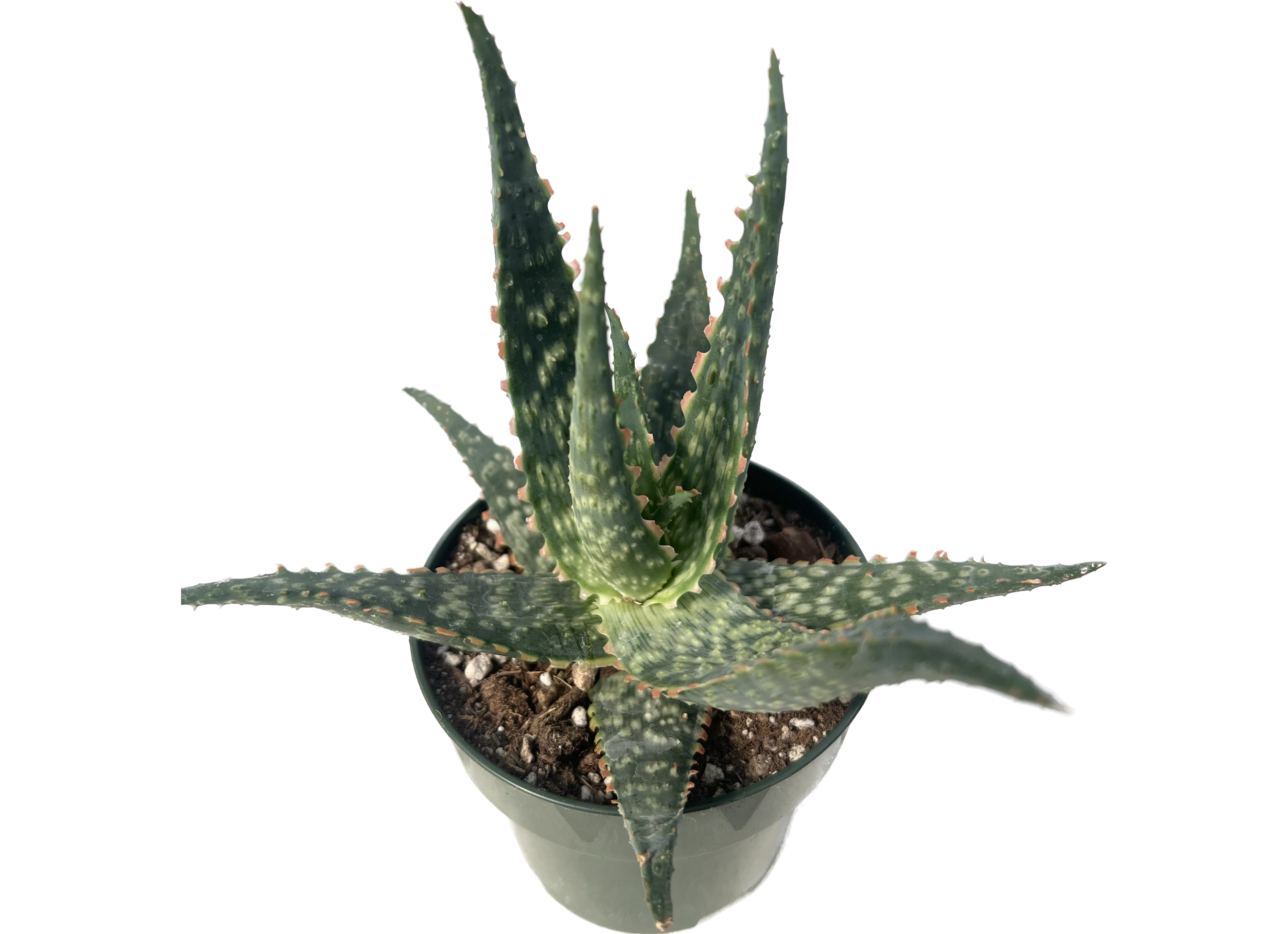 can you plant aloe and lavender together Aloe hybrid lavender – Rita Lee's Nursery