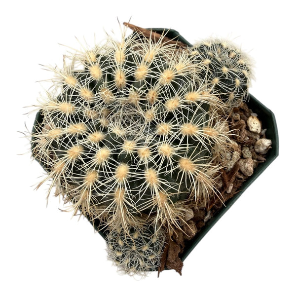 Gymnocalycium bruchii