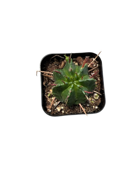 Euphorbia meloformis (Melon Spurge)