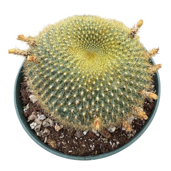 Notocactus Graessneri v. Flaviflorus