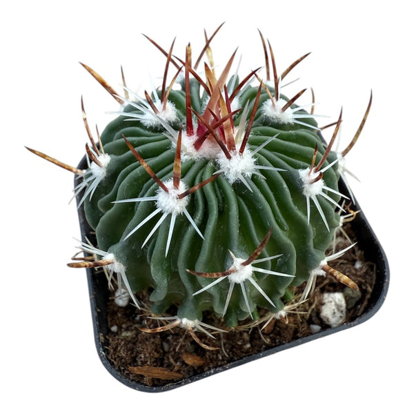 Echinofossulocactus Crispatus x 130