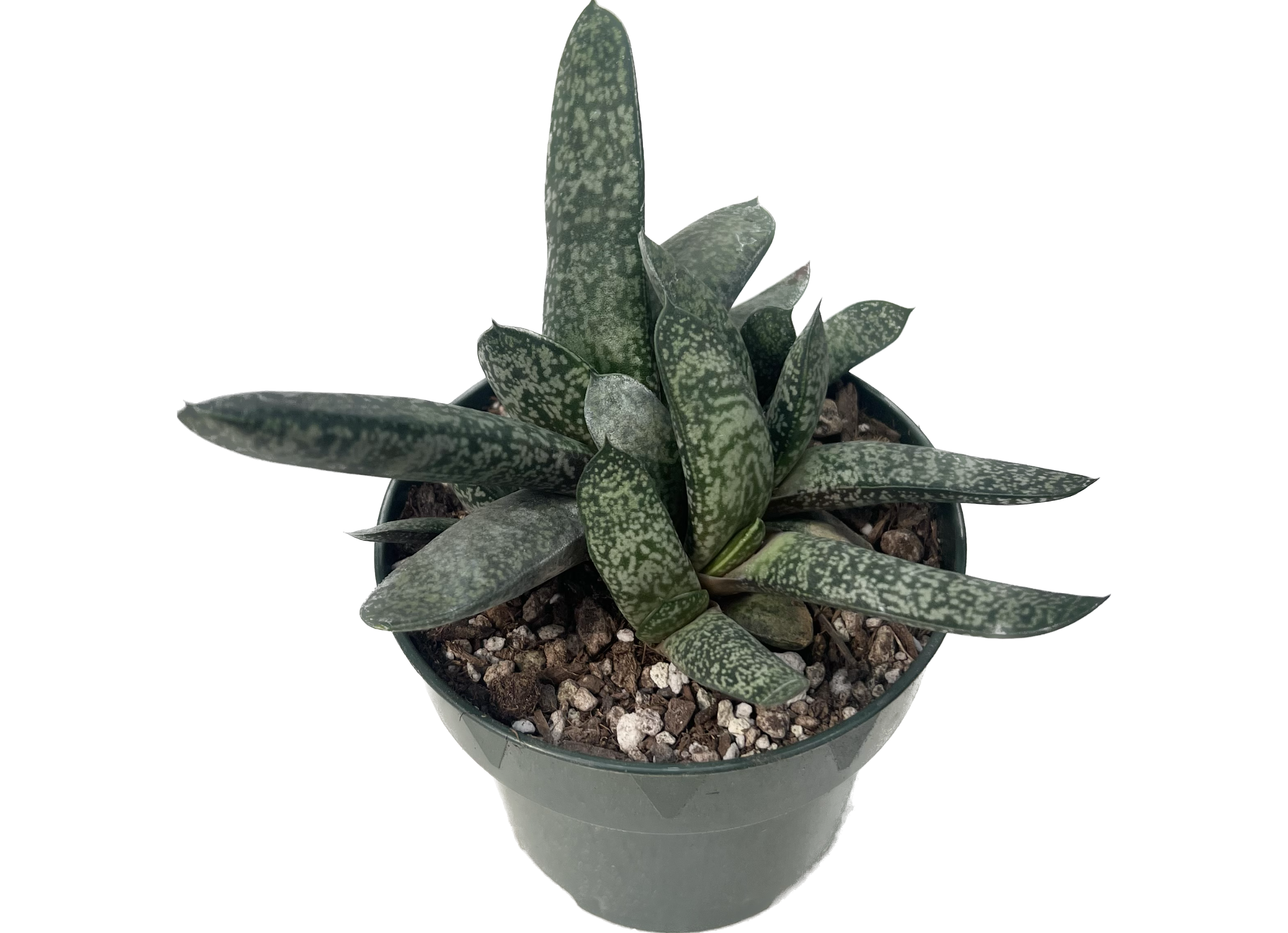 gasteria succulent plant Gasteria brachphylla var. bayeri – Rita Lee's Nursery