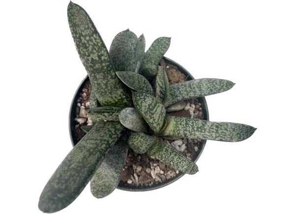 Gasteria brachphylla var. bayeri, Rita Lee's Nursery, cactus nursery, buy cacti online