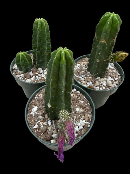 Echinocereus viereckii subsp morricalii