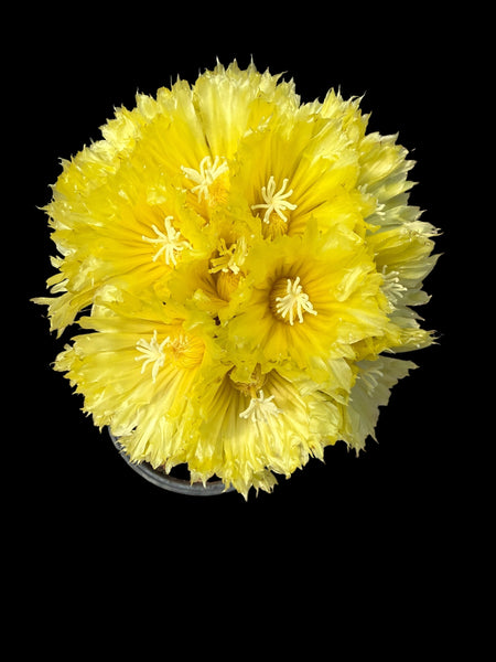 Parodia leninghausii (golden tower)
