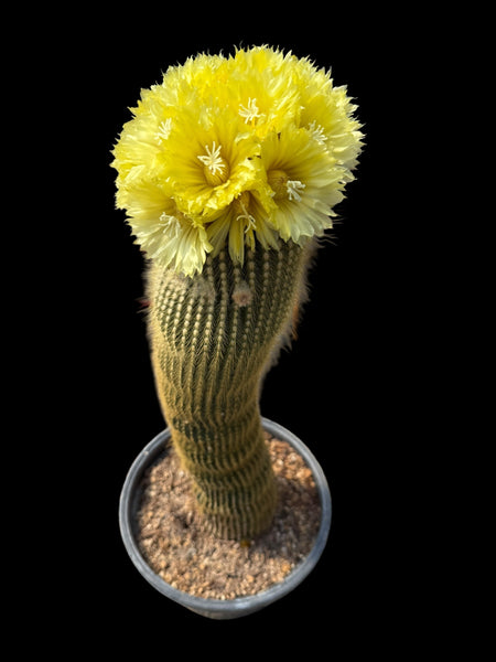 Parodia leninghausii (golden tower)