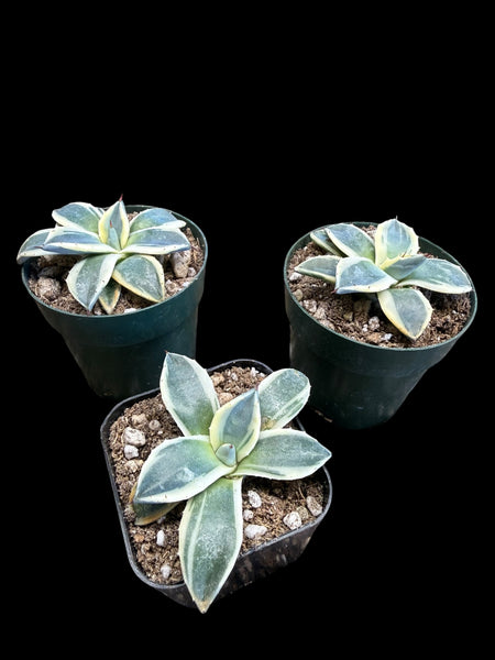 Agave applanata 'Cream Spike'