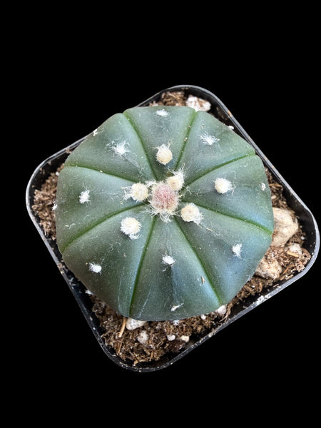 Astrophytum asteria 'Sand Dollar'